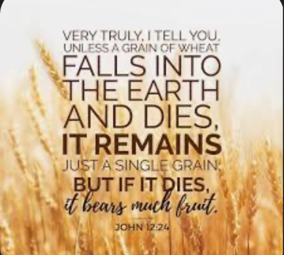 John 12:24